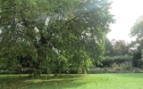 The Mulberry Tree